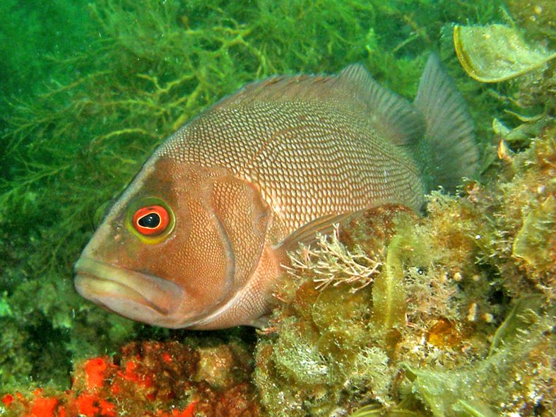 Epinephelides armatus