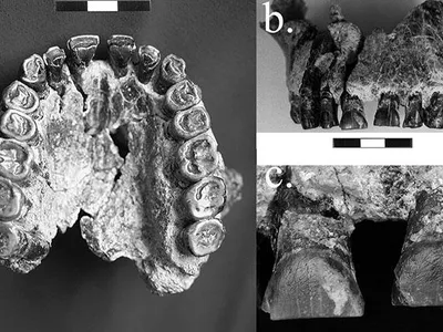 Striations on teeth of a Homo habilis fossil 1.8 million years old suggest the earliest evidence in the fossil record for right-handedness. Researchers believe the marks came from using a tool to try to cut food being pulled from the mouth with the left hand.