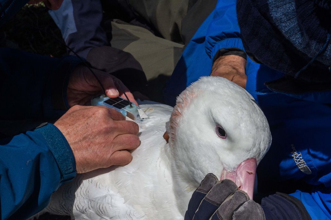 researchers tagging wandering albatross