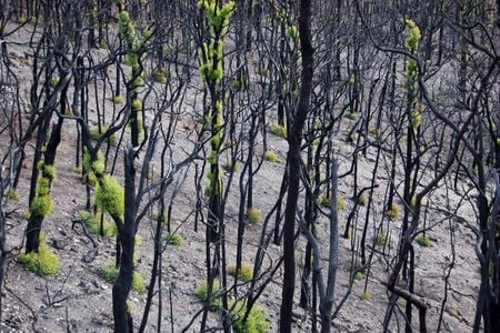 Eucalyptus trees sprout "emergency foliage" after a wildfire while their leaves regrow. 