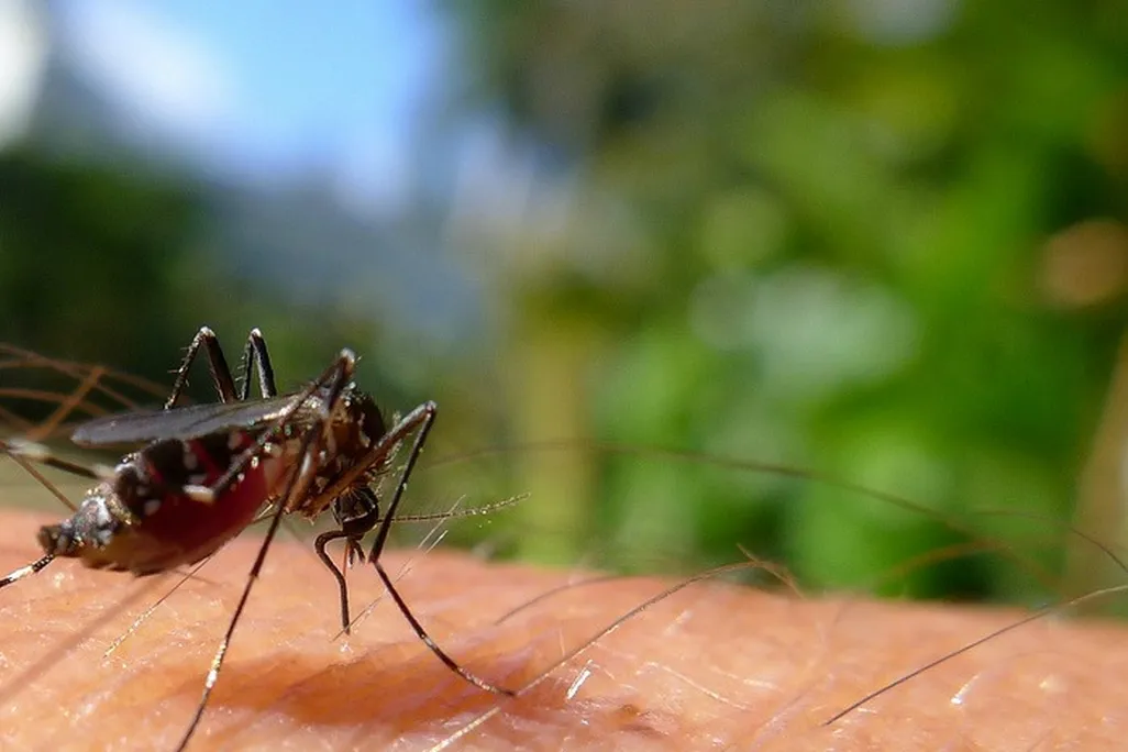 mosquito-biting-631.jpg