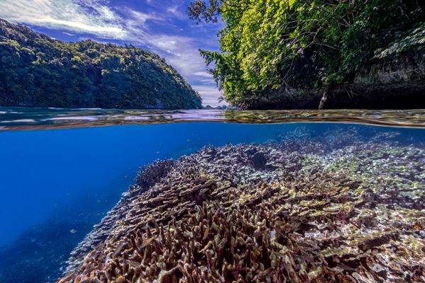 Palau's Above and Below Delight thumbnail