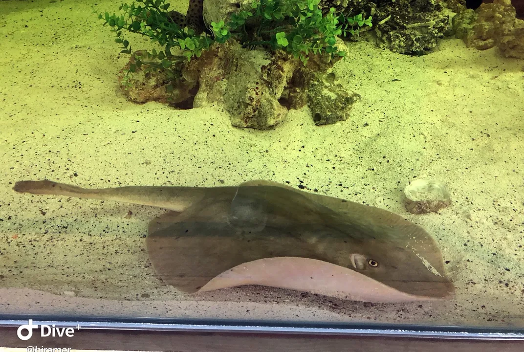 California outlet stingray care
