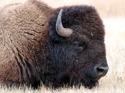 Bison typically roam the tall grasses of the American prairie, but a herd in Grand Canyon National Park has found ways to thrive in forest and desert habitats.