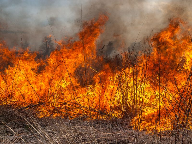 Prairie Burning in Central Wisconsin | Smithsonian Photo Contest ...