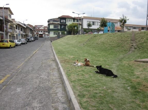 Street dogs in Ecuador