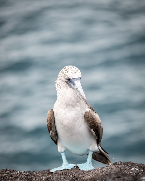 Contemplative Blue Footed Booby thumbnail