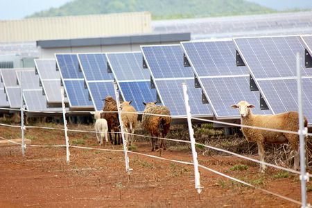 Grazing sheep on solar farms can be a win-win for the energy and agricultural industries.