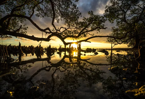 Mangrove Reflection thumbnail