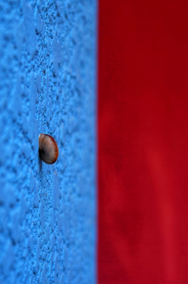 A Snail on the Wall of Blue and Red thumbnail
