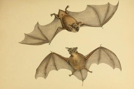 The modern Mystacina tuberculata, depicted in the sketch above, may be a distant relative of a newly discovered ancient bat called Mystacina miocenalis.