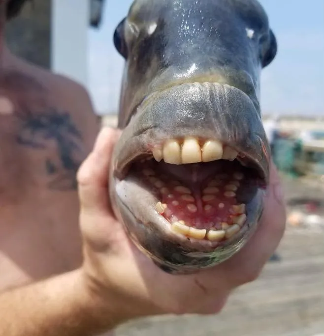 An image of a close up of a sheepshead fish. The fish has its mouth open and you can see it's human-like teeth.