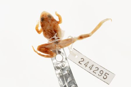 NMNH-2025-01331.jpg