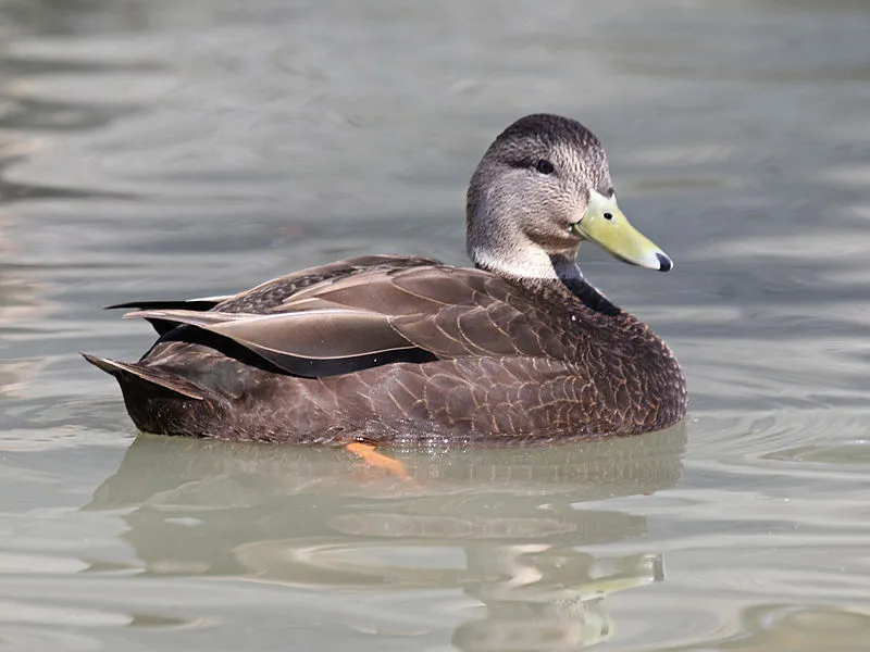 American Black Duck