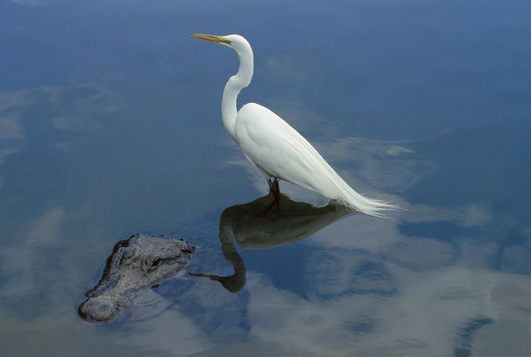 Wading Birds 'Pay' Alligators for Their Protection | Smart ...