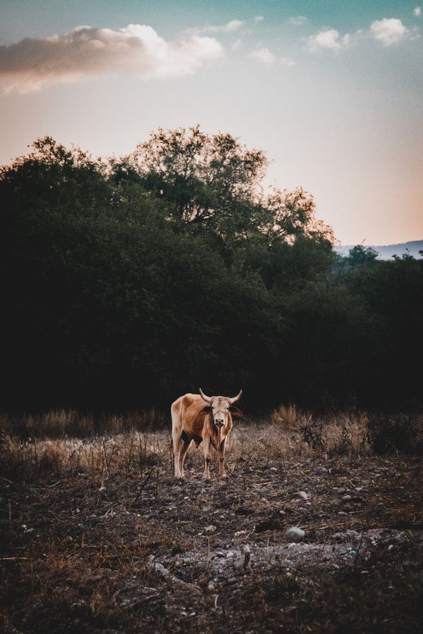 Eye contact with the Bull thumbnail