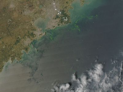 Algae in the Yellow Sea near Qingdao in 2008