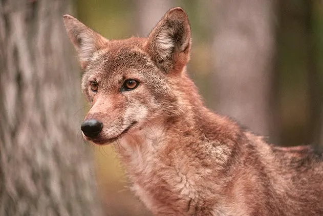 Red wolf