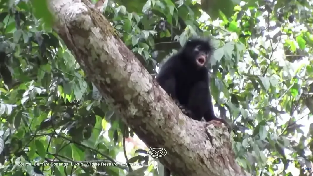 New Monkey Species Discovered in the Congo