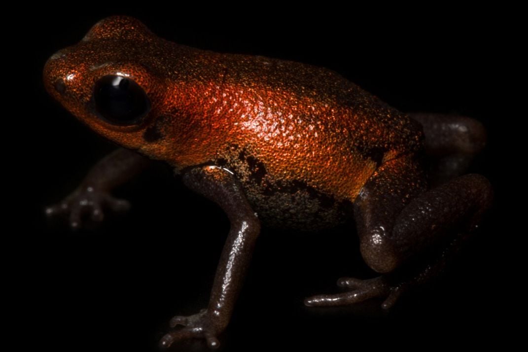 Close-up photo of a small frog with big black eyes, a shiny copper-colored back and black legs and undersides. Some would say it's quite cute.