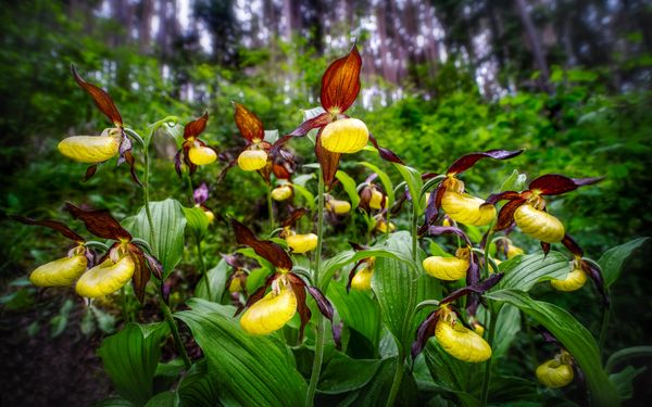 The Luxuriant Jungles of the Lady Slipper Orchids thumbnail