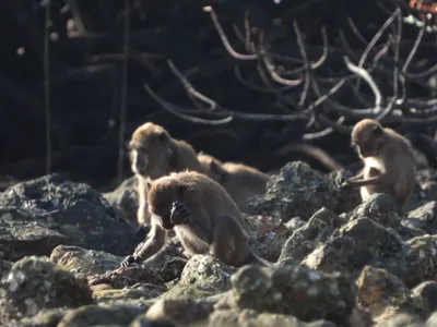 A long-tailed macaque uses a stone to get at food. The striking of one stone on another accidentally creates stone flakes the monkeys don&#39;t use.
