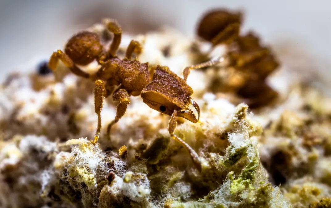 Fungus-farming ant in its fungus garden