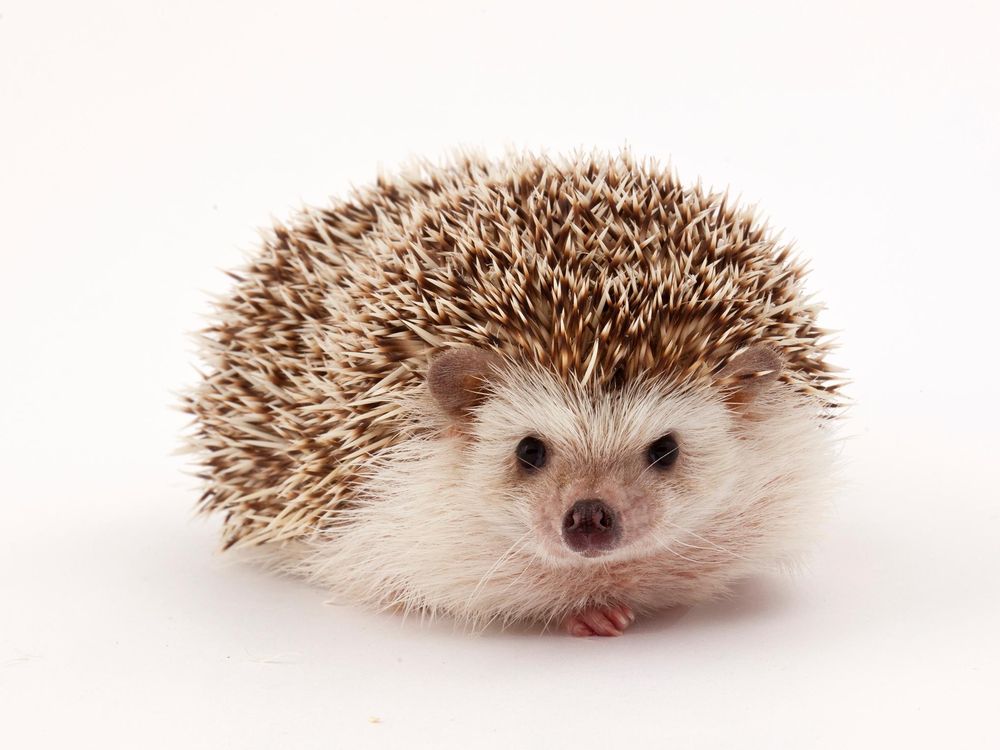 Hedgehog