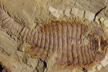 This image shows a Fuxianhuia protensa specimen from the Chenjiang fossil beds in southwest China. The ancient arthropod was just under 5 inches in length.