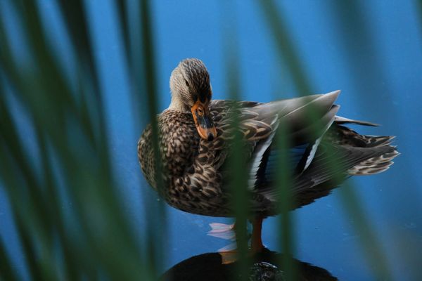 Shy duck peeking through the tall grass thumbnail