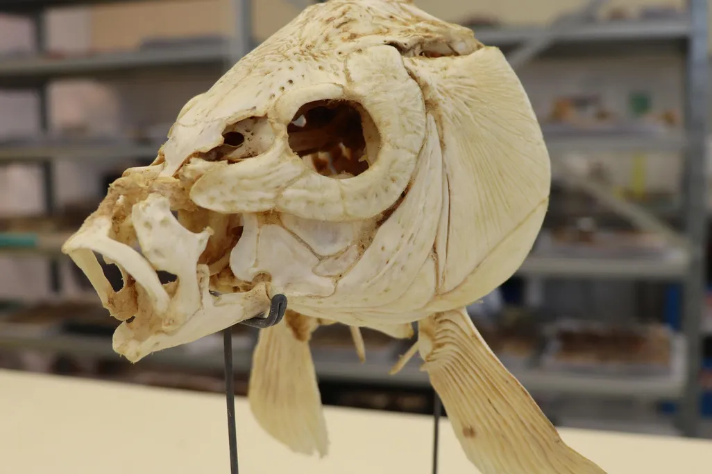 Skull of a modern carp