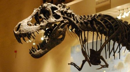 Visitors walk in the shadow of a reconstructed Tyrannosaurus at the Smithsonian's National Museum of Natural History.
