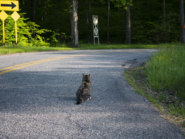 Walking on the road with my cat. thumbnail