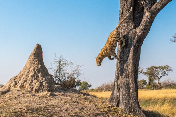 A wild leopard jumping from a tree in the Okavango Delta. thumbnail