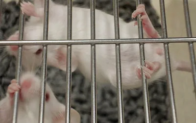 A new study involving lab mice could bring a breakthrough in treating Alzheimer's.