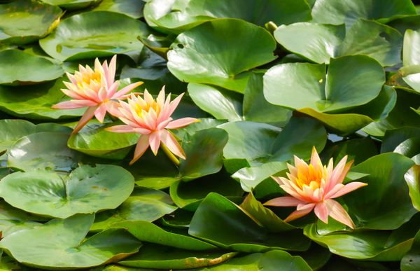 Water Lilies in Spring Light thumbnail