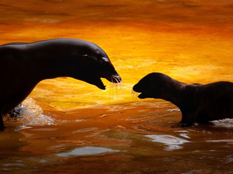 a-mother-seal-and-her-baby-smithsonian-photo-contest-smithsonian