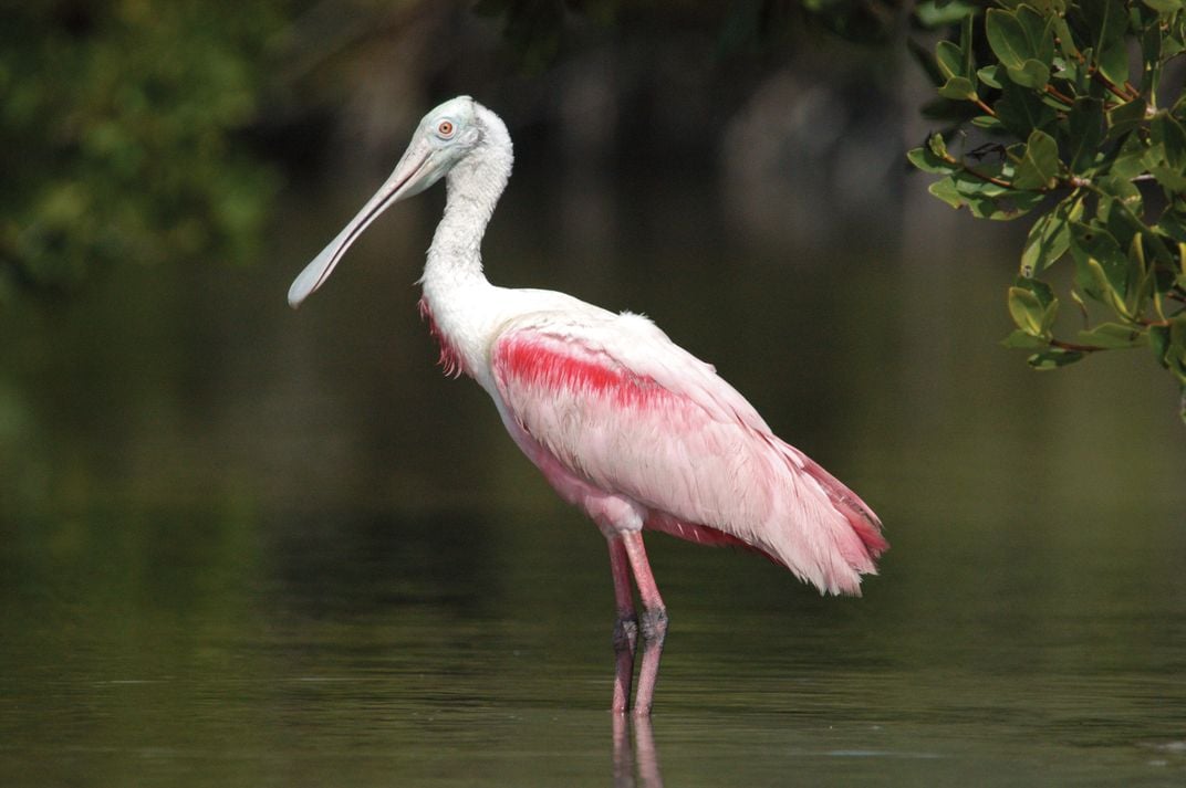 Roseate-Spoonbill