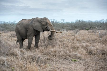 An African elephant wanders Hlane National Park in Swaziland. Now, 18 of the park's elephants may be airlifted to the United States due to drought.
