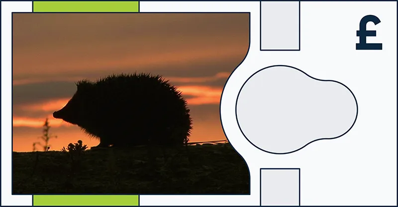 Hedgehog