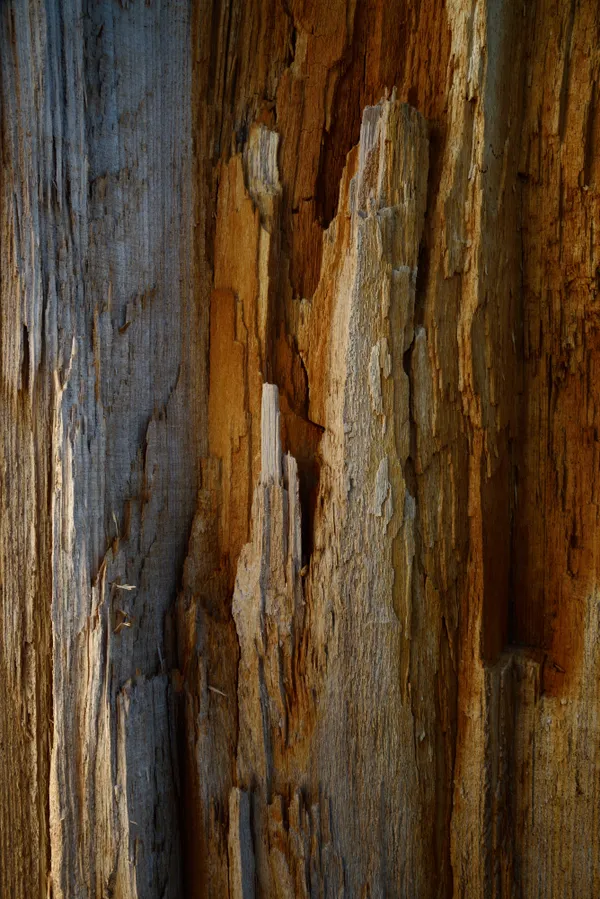 Tree internal stone shapes revealed. thumbnail