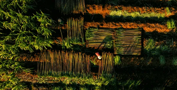 Sugar cane harvest thumbnail