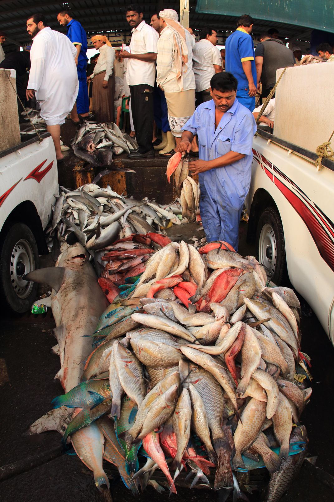 Fish Market Trucks