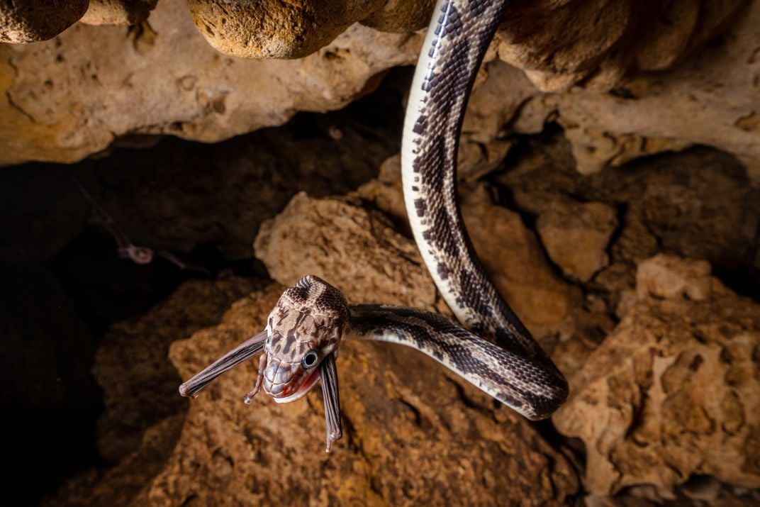 The wings of an unlucky bat protrude from the tightly clamped jaws of a Yucatán rat snake