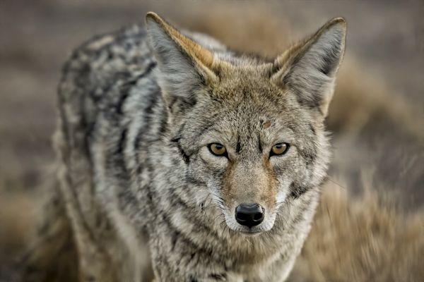 Coyote Stare thumbnail
