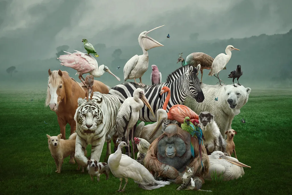 Collection of Animals