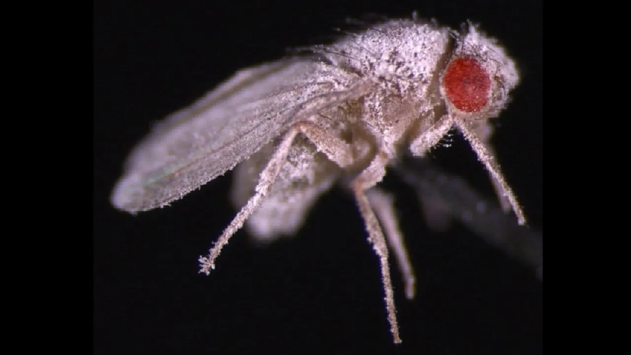 Preview thumbnail for SmartNews: Flies in Space