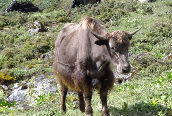 YAK Himalayan Bull thumbnail