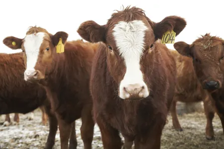 Moo-ve over mosquitos, your next bug spray may be cow cologne
