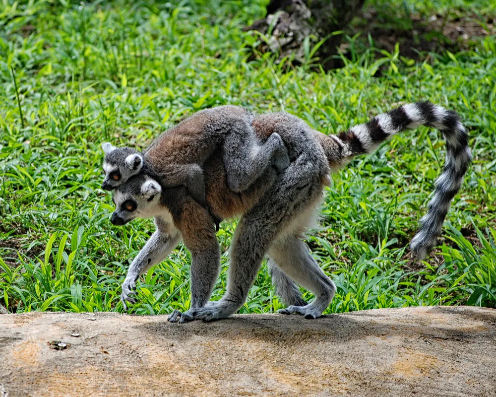 This is an image of lemurs in the wild.
